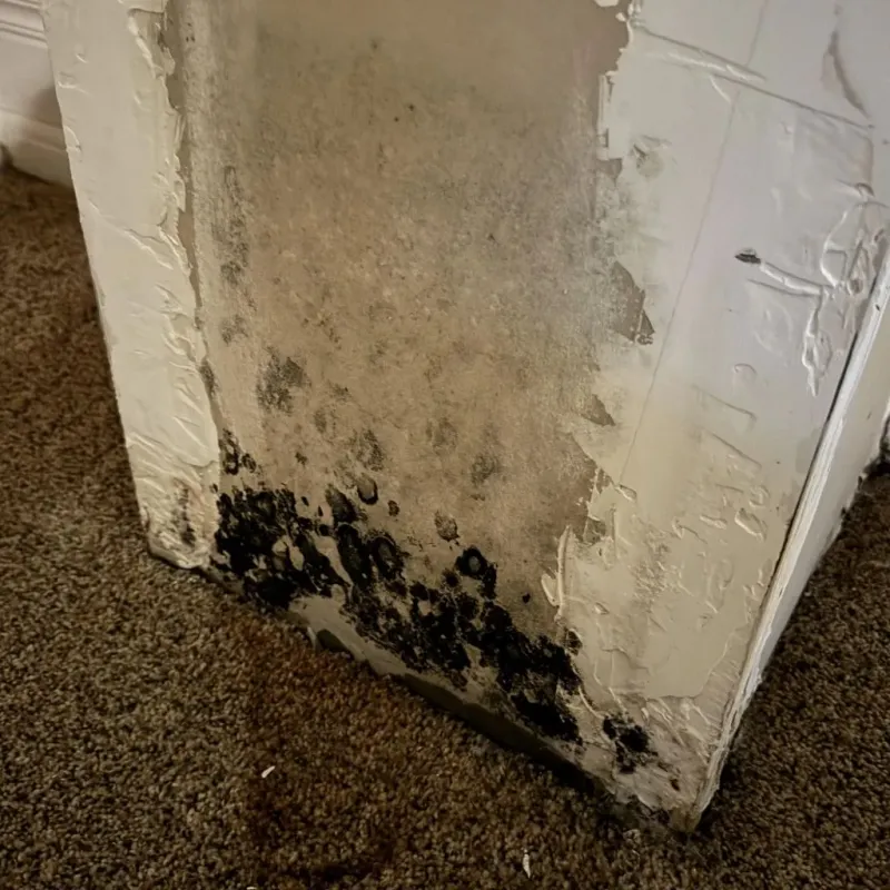 Professional Mold Removal in Buffalo, OK